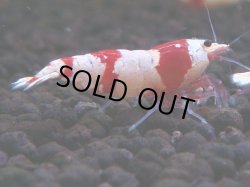 画像1: 164　H【決算スペシャル】ブランドレッドビー100連発！！ebi squid