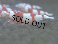101　H【決算スペシャル】ブランドレッドビー100連発！！三好池のトシ