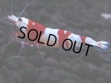 150　H【決算スペシャル】ブランドレッドビー100連発！！Y’ｓBee