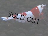 152　H【決算スペシャル】ブランドレッドビー100連発！！Y’ｓBee