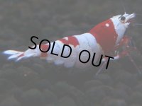 152　H【決算スペシャル】ブランドレッドビー100連発！！Y’ｓBee