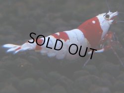 画像1: 152　H【決算スペシャル】ブランドレッドビー100連発！！Y’ｓBee