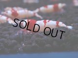 176　H【決算スペシャル】ブランドレッドビー100連発！！ebi squid