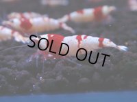 176　H【決算スペシャル】ブランドレッドビー100連発！！ebi squid