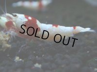 126　H【決算スペシャル】ブランドレッドビー100連発！！パヨ