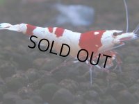 144　H【決算スペシャル】ブランドレッドビー100連発！！Y’ｓBee