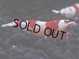 169　H【決算スペシャル】ブランドレッドビー100連発！！ebi squid