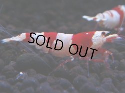 画像1: 169　H【決算スペシャル】ブランドレッドビー100連発！！ebi squid