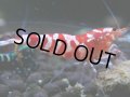 039　H【決算スペシャル】超特価！いきなりサヤチャンス100連発！