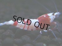 093　H【決算スペシャル】超特価！いきなりサヤチャンス100連発！
