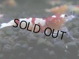 238　R【決算スペシャル】新種系色々MIX時々チョイパ100連発！！
