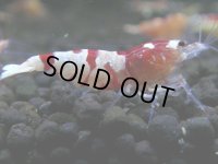 238　R【決算スペシャル】新種系色々MIX時々チョイパ100連発！！