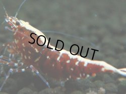 画像1: 347　P【決算スペシャル】Fan shrimp レッドギャラクシー ミドルハイ！