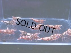 画像2: 1012　H【決算スペシャル！】Fan Shrimp レッドシュガー大量ブリードセット！ 画像プラケ内丸ごとセット