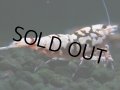 304　H【決算スペシャル】初入荷！Fan shrimp レッドシュガー