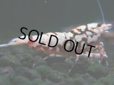 304　H【決算スペシャル】初入荷！Fan shrimp レッドシュガー