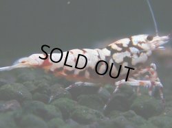 画像1: 304　H【決算スペシャル】初入荷！Fan shrimp レッドシュガー