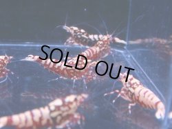 画像4: 1012　H【決算スペシャル！】Fan Shrimp レッドシュガー大量ブリードセット！ 画像プラケ内丸ごとセット
