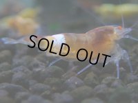 284　R【決算スペシャル】新種系色々MIX時々チョイパ100連発！！