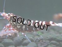 303　H【決算スペシャル】初入荷！Fan shrimp レッドシュガー
