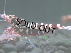 画像1: 303　H【決算スペシャル】初入荷！Fan shrimp レッドシュガー