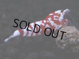 404　R【決算スペシャル】コスパ連発！！レッドファンシータイガーねらって！