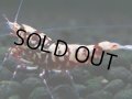 309　H【決算スペシャル】初入荷！Fan shrimp レッドシュガー