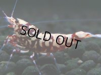 309　H【決算スペシャル】初入荷！Fan shrimp レッドシュガー