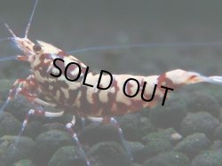 画像1: 309　H【決算スペシャル】初入荷！Fan shrimp レッドシュガー