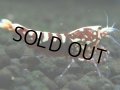 344　P【決算スペシャル】Fan shrimp レッドギャラクシー ミドルハイ！