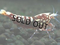 344　P【決算スペシャル】Fan shrimp レッドギャラクシー ミドルハイ！