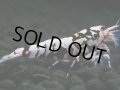 302　H【決算スペシャル】初入荷！Fan shrimp レッドシュガー
