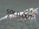 302　H【決算スペシャル】初入荷！Fan shrimp レッドシュガー