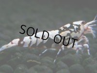 302　H【決算スペシャル】初入荷！Fan shrimp レッドシュガー