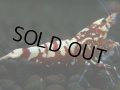 342　P【決算スペシャル】Fan shrimp レッドギャラクシー ミドルハイ！