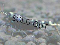 320　H【決算スペシャル】人気のパープル チョイパ 特価！