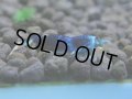 224　R【決算スペシャル】新種系色々MIX時々チョイパ100連発！！