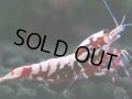 310　H【決算スペシャル】初入荷！Fan shrimp レッドシュガー