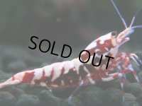 310　H【決算スペシャル】初入荷！Fan shrimp レッドシュガー