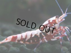 画像1: 310　H【決算スペシャル】初入荷！Fan shrimp レッドシュガー