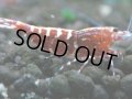 350　P【決算スペシャル】Fan shrimp レッドギャラクシー ミドルハイ！