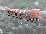 350　P【決算スペシャル】Fan shrimp レッドギャラクシー ミドルハイ！