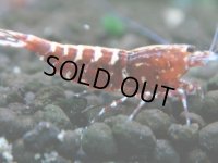 350　P【決算スペシャル】Fan shrimp レッドギャラクシー ミドルハイ！
