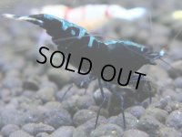 226　R【決算スペシャル】新種系色々MIX時々チョイパ100連発！！