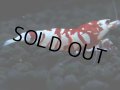 399　P【決算スペシャル】KOREA ECOPIA RFT ハイグレード！