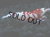 399　P【決算スペシャル】KOREA ECOPIA RFT ハイグレード！