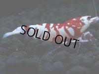399　P【決算スペシャル】KOREA ECOPIA RFT ハイグレード！