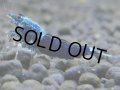 300　R【決算スペシャル】新種系色々MIX時々チョイパ100連発！！