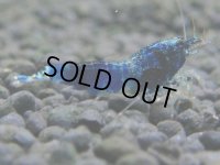 205　R【決算スペシャル】新種系色々MIX時々チョイパ100連発！！