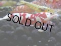 235　R【決算スペシャル】新種系色々MIX時々チョイパ100連発！！